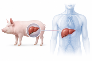 Conceptual illustration of pig-to-human liver xenotransplantation and organ transplantation research